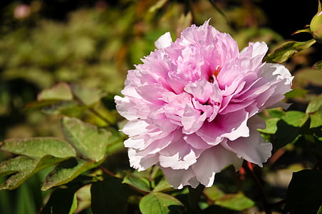 close up photo pink peony flower in bloom thumbnail