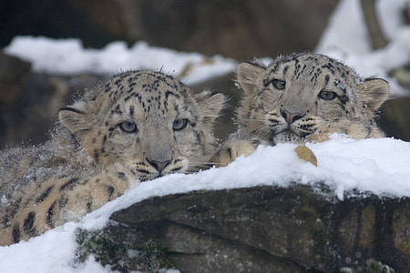 two Cheetah lying on white snow at daytime thumbnail