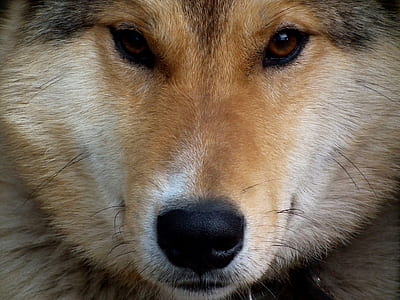 wolf head thumbnail