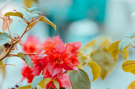 pink bougainvillea flowers in bloom thumbnail