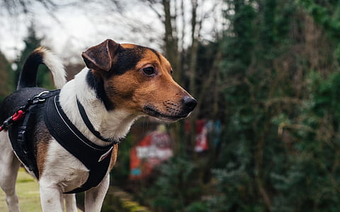 selective focus photography of dog wearing vest at daytime thumbnail
