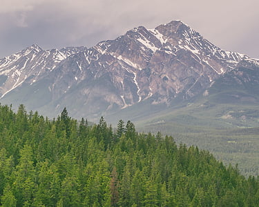 green leafed trees near mountain thumbnail