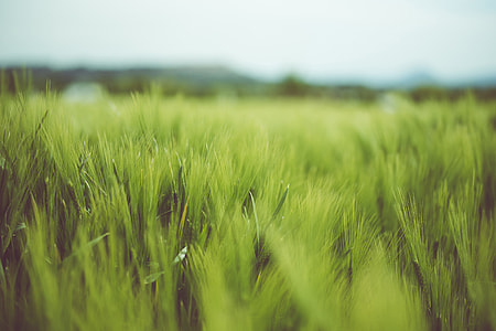 Landscape shot of green grass in a field thumbnail