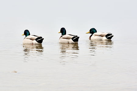 three male mallard ducks on water thumbnail
