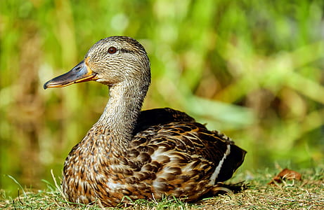 brown duck thumbnail