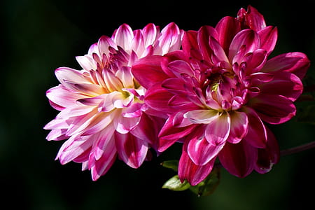 close up photo of flower thumbnail