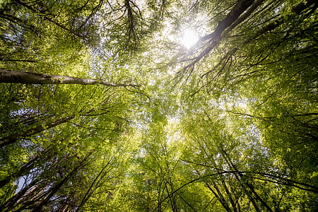 nature, trunks, sun, forest thumbnail