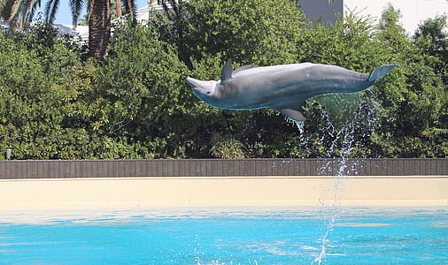 gray dolphin floating on air thumbnail