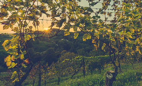 landscape, nature, sunset, trees thumbnail
