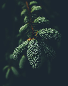 macro shot, photography, green leaves, water thumbnail