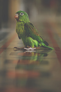 selective focus photography green parrot on grey and black floor thumbnail