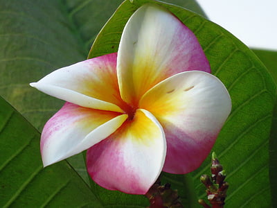 closeup photo of white, yellow, and purple plumeria flower thumbnail