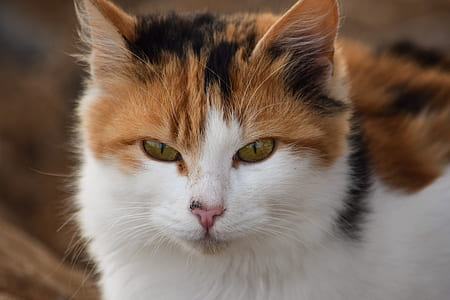 selective focus photo of orange and white cat thumbnail