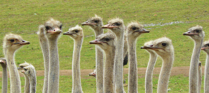 flock of ostrich on green grass field thumbnail
