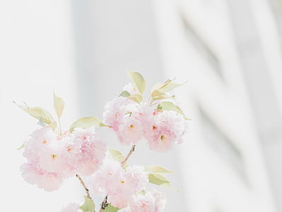 pink flowers photography thumbnail