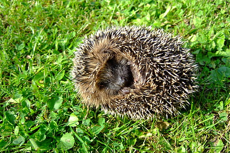 hedgehog on green grass thumbnail