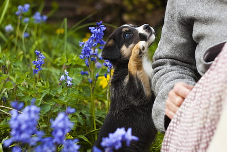 short-coated black and brown puppy thumbnail