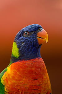 Close-up Photography of Blue, Orange, and Green Parrot thumbnail