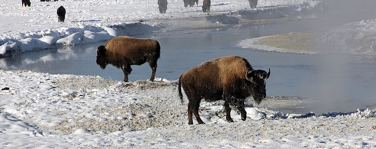 two brown calves standing on ground near body of water thumbnail
