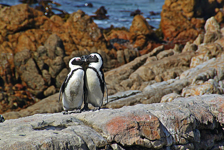 two penguins at the rock formation near sea thumbnail