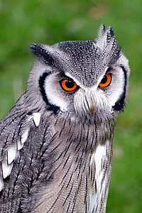 closeup photo of gray and black owl thumbnail