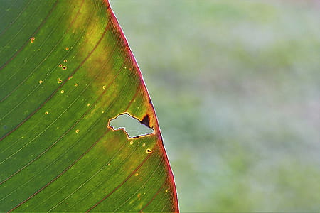 selected-focus photo of green leaf thumbnail