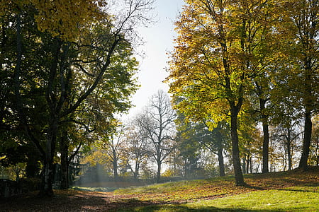 green forest under blue sky during daytime thumbnail