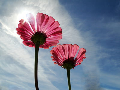 shallow focus photo of pink flowers during day time thumbnail