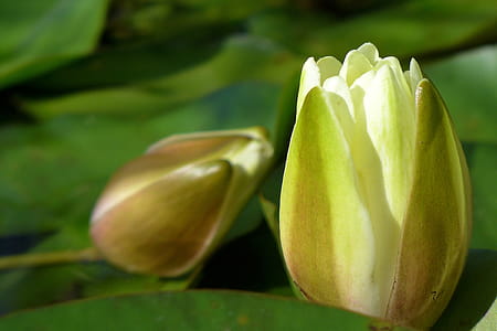Water lily flower buds flowing in a koi pond at Rutgers Gardens, East Brunswick, NJ. thumbnail