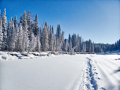 trees covered with snow thumbnail