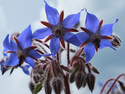 three blue petaled flowers thumbnail