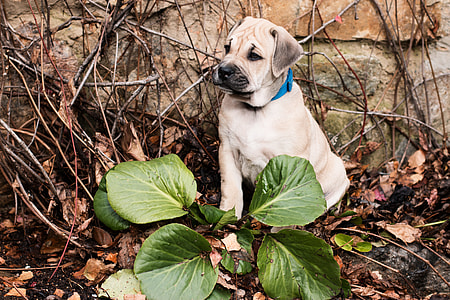 dog standing next to green leafed plant thumbnail