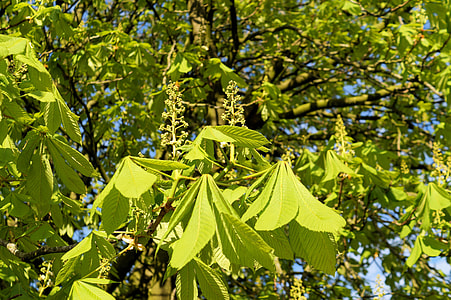 Chestnut Tree, Aesculus Hippocastanum thumbnail