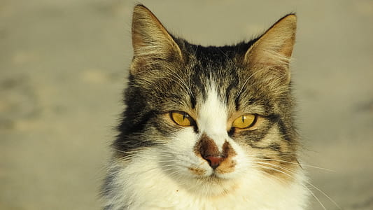 closeup photography of white and grey cat thumbnail