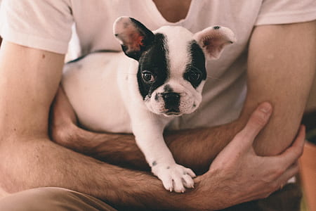 person holding a white and black French bulldog thumbnail