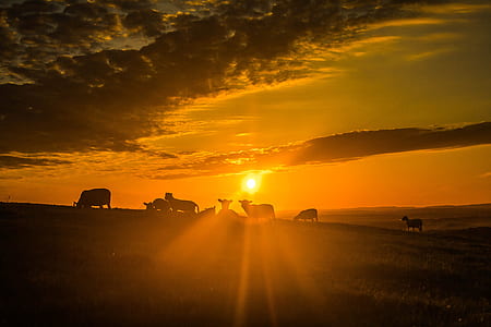 silhouette of animals during golden hour thumbnail