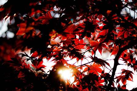 maple leaf photography thumbnail