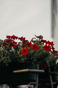 Red Petunia Flowers in Basket thumbnail