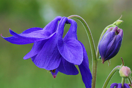 closeup photo of purple petaled flower thumbnail