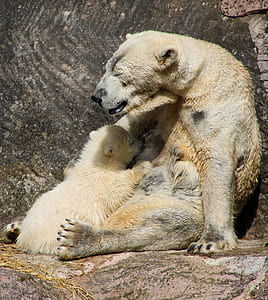 brown bear leaning on gray wall thumbnail
