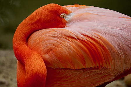 Closeup Photo of Orange Flamingo thumbnail