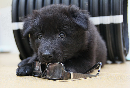 black Labrador Retriever puppy thumbnail