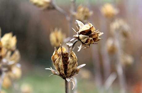 brown flowers thumbnail