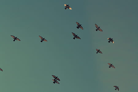 high angle photo of flock of birds flying at daytime thumbnail