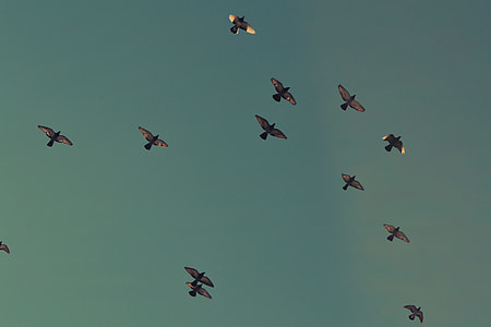 flock of flying birds thumbnail