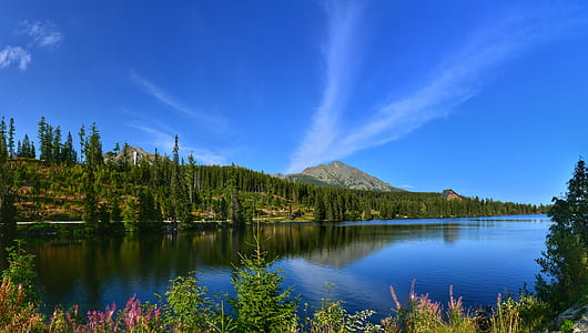 body of water and forest during daytime thumbnail