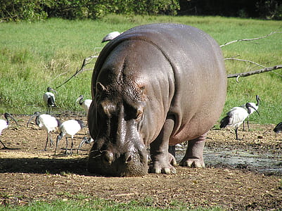 hippo standing on soil thumbnail