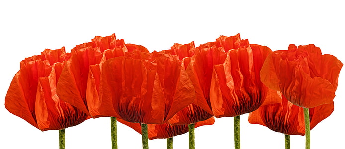 red flowers decor thumbnail