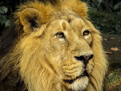 close-up photo of brown lion thumbnail