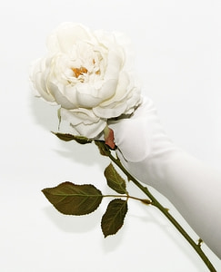 person holding white rose flower thumbnail